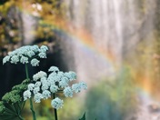 Mount Rainier National park