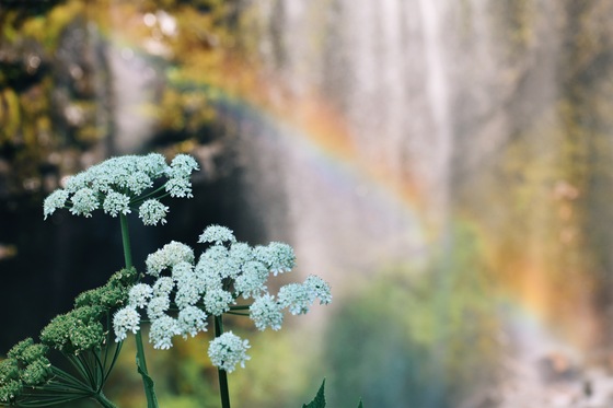 Mount Rainier National park