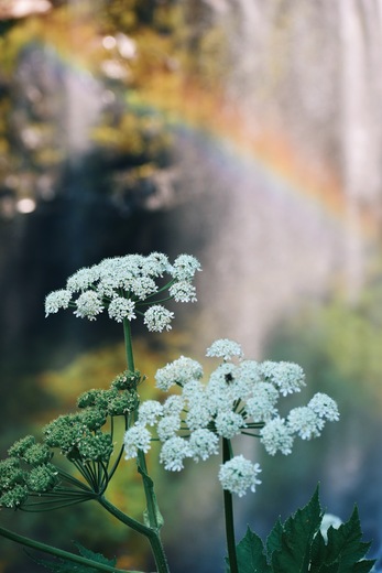 Mount Rainier National Park
