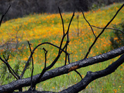 Sierra National Forest