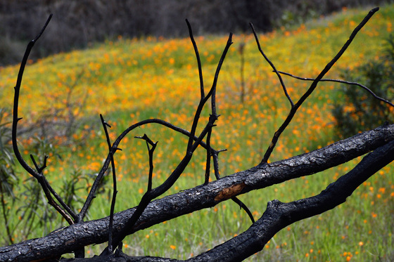 Sierra National Forest