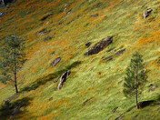 Sierra National Forest