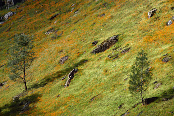 Sierra National Forest
