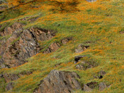 Sierra National Forest