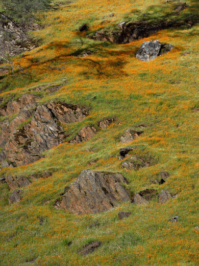Sierra National Forest