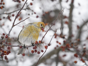 Crabapple feast
