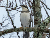 Leucistic Varied Thrush