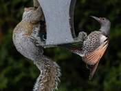 Hey - Birds only!