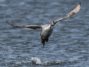 Merritt Island NWR