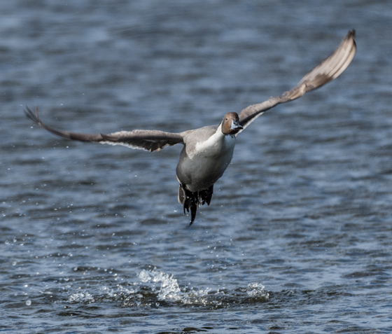 Merritt Island NWR