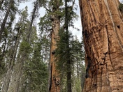 Sequoia National Park
