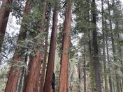 Sequoia National Park