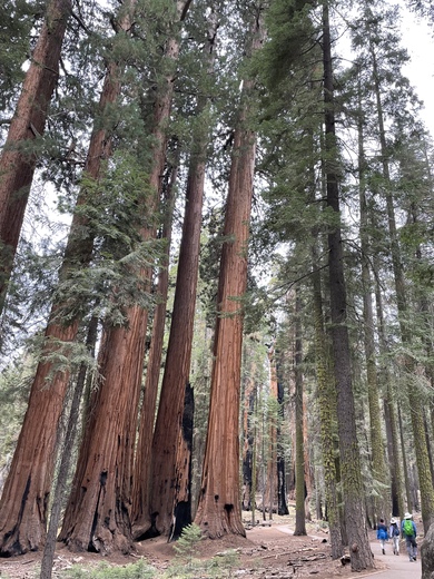 Sequoia National Park