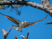 Blackwater NWR