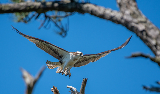Blackwater NWR