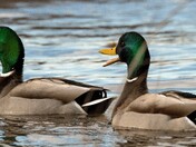 Ducks in conversation