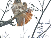 Red Tailed Hawk In Snow