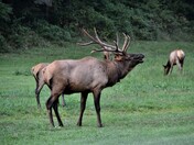 Great Smoky Mountain National Park