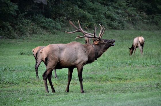 Great Smoky Mountain National Park