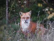 Red Fox