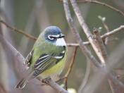 Blue headed Vireo