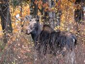 Cow Moose
