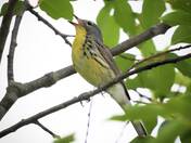 Kirtland's Warbler