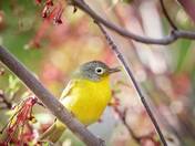 Nashville Warbler