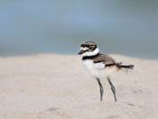 Killdeer chick