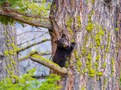 Yellowstone National Park, Lamar Valley 