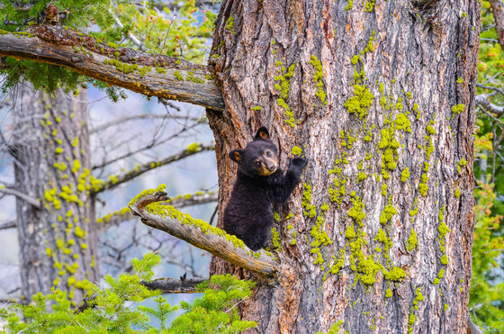 Yellowstone National Park, Lamar Valley 