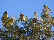 Evening Grosbeaks