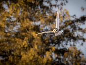 Short Eared Owl on the hunt!
