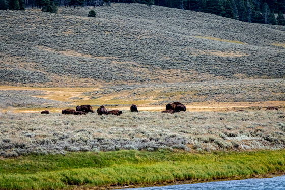Yellowstone National Park