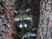 Raccoon Kits