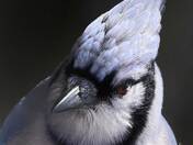 Blue Jay