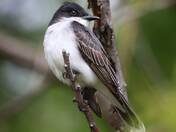 Eastern Kingbird