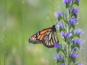 Monarch Butterfly