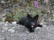 Fox Kit