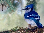 Bluest blue Bluejay 