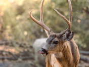 Yosemite National Park