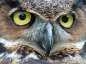 Intensely focused owl