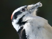 Woodpecker having lunch 