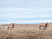 Badlands National Park