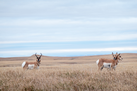 Badlands National Park