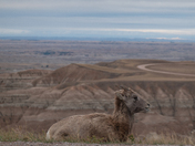 badlands national park