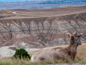 badlands national park