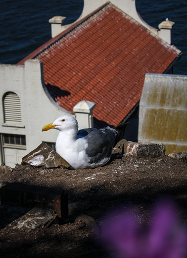 Alcatraz Island