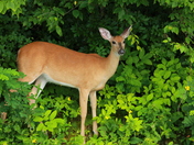 Shenandoah National Park in Virginia