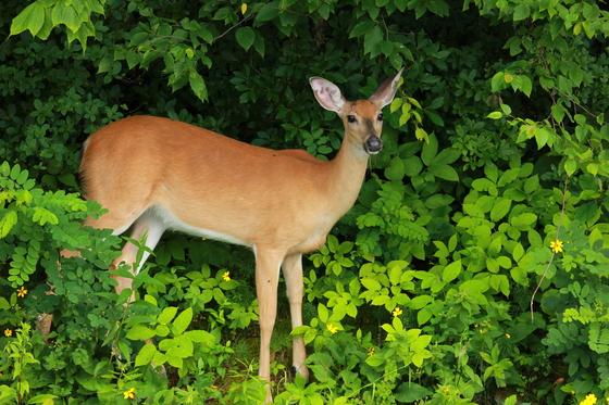 Shenandoah National Park in Virginia